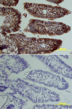 Osteoprotegerin/TNFRSF11B antibody in Mouse Intestine by Immunohistochemistry (IHC-Fr).