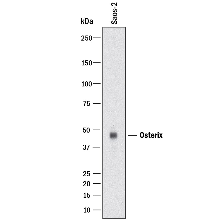 Detection of Human Osterix/Sp7 antibody by Western Blot.