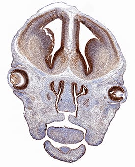 Otx2 antibody in Mouse Embryo by Immunohistochemistry (IHC-P).