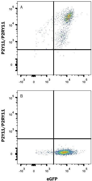 Detection of P2Y11/P2RY11 antibody in HEK293 Human Cell Line Transfected with Human P2Y11/P2RY11 and eGFP antibody by Flow Cytometry.