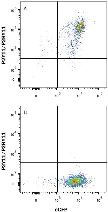 Detection of P2Y11/P2RY11 antibody in HEK293 Human Cell Line Transfected with Human P2Y11/P2RY11 and eGFP antibody by Flow Cytometry.