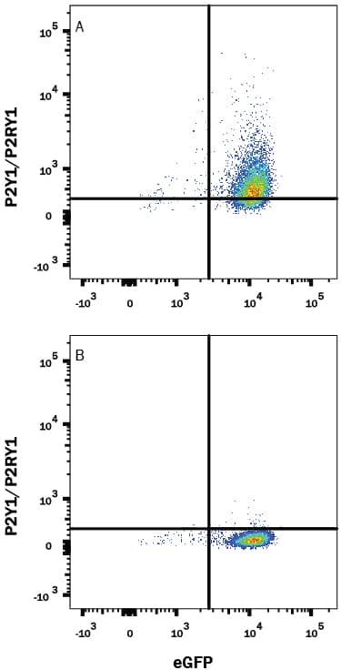 Detection of P2Y1/P2RY1 antibody in HEK293 Human Cell Line Transfected with Human P2Y1/P2RY1 and eGFP antibody by Flow Cytometry.