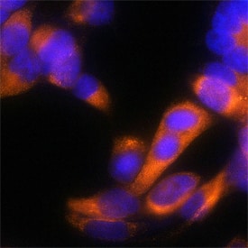 Protein Disulfide Isomerase/P4HB antibody in HeLa Human Cell Line by Immunocytochemistry (ICC).