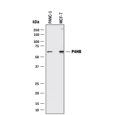 Detection of Human Protein Disulfide Isomerase/P4HB antibody by Western Blot.