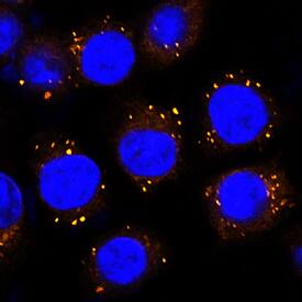 Protein Disulfide Isomerase/P4HB antibody in HeLa Human Cell Line by Immunocytochemistry (ICC).