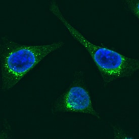 Protein Disulfide Isomerase/P4HB antibody in HeLa Human Cell Line by Immunocytochemistry (ICC).