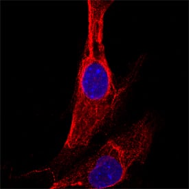 Protein Disulfide Isomerase/P4HB antibody in HeLa Human Cell Line by Immunocytochemistry (ICC).