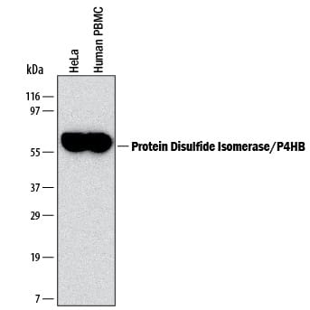 Detection of Human Protein Disulfide Isomerase/P4HB antibody by Western Blot.