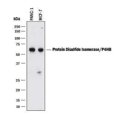 Detection of Human Protein Disulfide Isomerase/P4HB antibody by Western Blot.