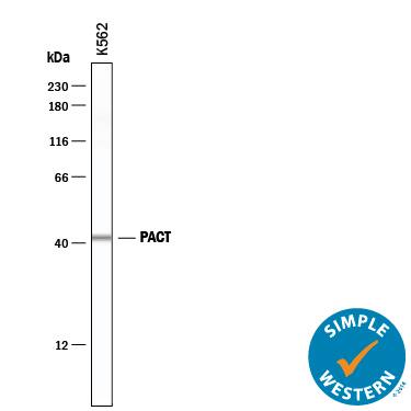 Detection of Human PACT antibody by Simple WesternTM.