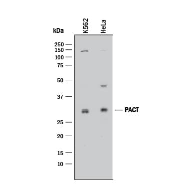 Detection of Human PACT antibody by Western Blot.