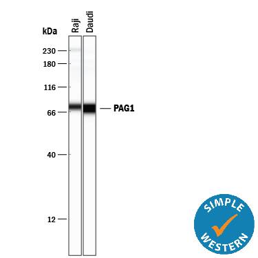 Detection of Human PAG1 antibody by Simple WesternTM.