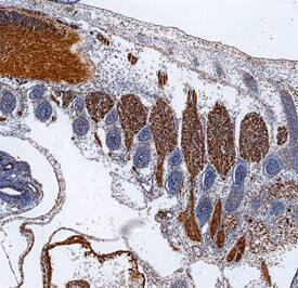PAK3 antibody in Mouse Embryo by Immunohistochemistry (IHC-Fr).
