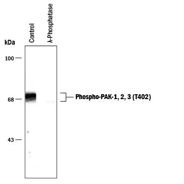 Detection of Phospho-PAK (T402) antibody by Western Blot.