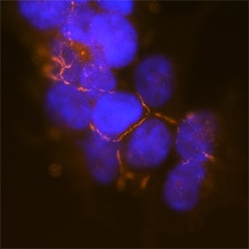 PARD3/Par3 antibody in HEK293 Human Cell Line by Immunocytochemistry (ICC).