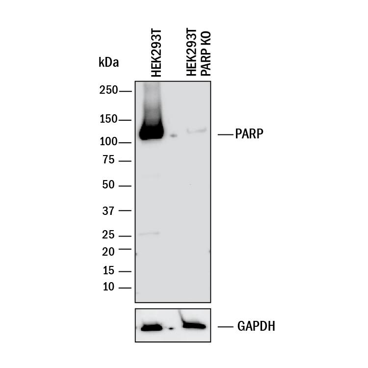Western Blot Shows Human PARP Antibody Specificity by Using Knockout Cell Line.