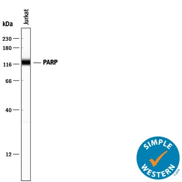 Detection of Human PARP antibody by Simple WesternTM.