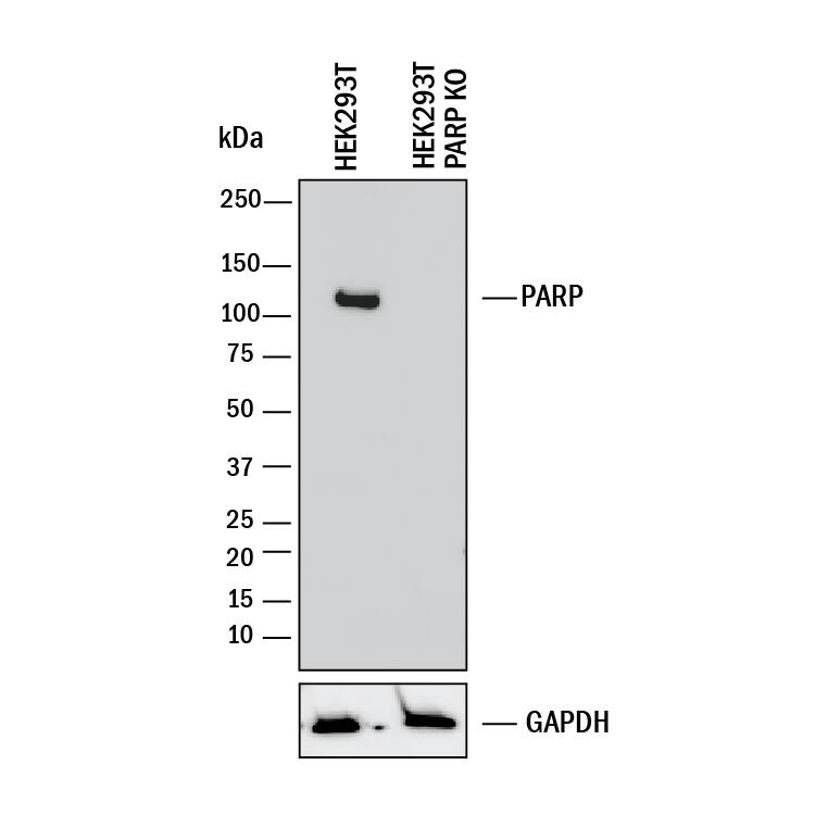 Western Blot Shows Human PARP Antibody Specificity by Using Knockout Cell Line.