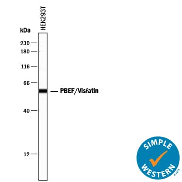 Detection of Human PBEF/Visfatin antibody by Simple WesternTM.