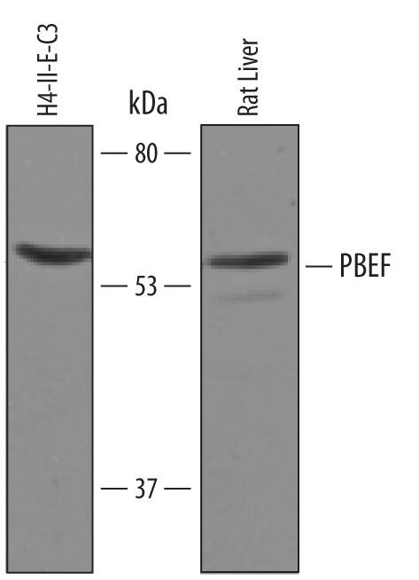 Detection of Rat PBEF antibody by Western Blot.