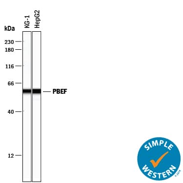 Detection of Human PBEF/Visfatin by Simple Western<SUP>TM</SUP>. Detection of Human PBEF/Visfatin antibody by Simple WesternTM.