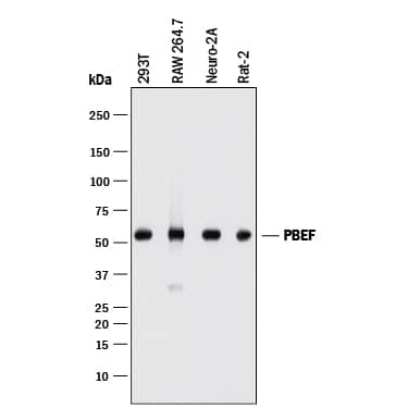 Detection of Human, Mouse, and Rat PBEF/Visfatin antibody by Western Blot.