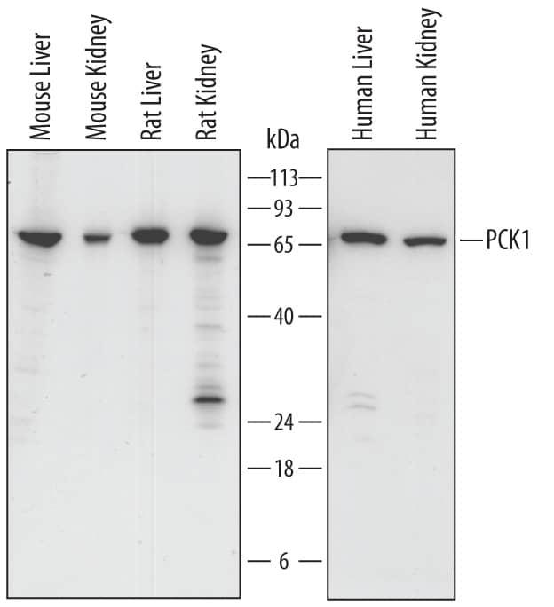 Detection of Human, Mouse, and Rat PCK1 antibody by Western Blot.