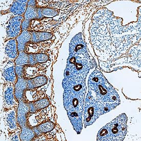 P-Cadherin antibody in Mouse Embryo by Immunohistochemistry (IHC-Fr).