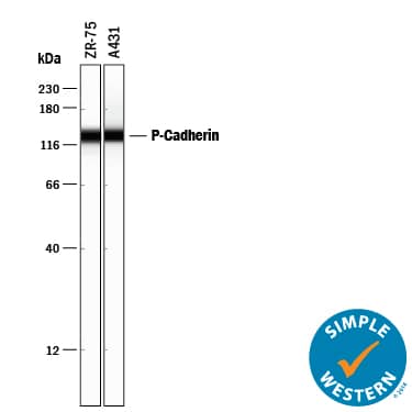 Detection of Human P-Cadherin antibody by Simple WesternTM.