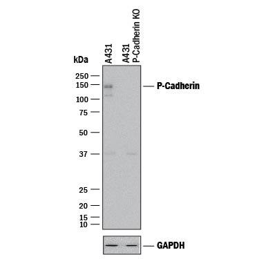 Western Blot Shows Human P-Cadherin Antibody Specificity by Using Knockout Cell Line.