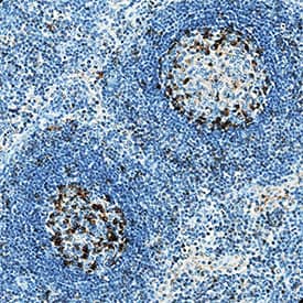 PD-1 antibody in Human Lymph Node by Immunohistochemistry (IHC-P).