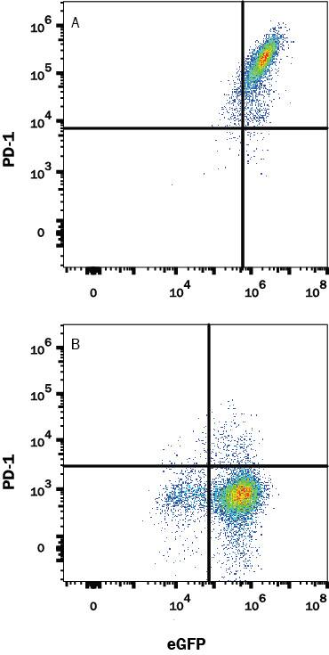 Detection of PD-1 antibody in HEK293 Human Cell Line Transfected with Mouse PD-1 and eGFP antibody by Flow Cytometry.