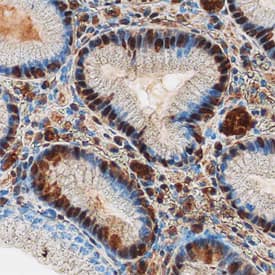 PDCD4 antibody in Human Stomach by Immunohistochemistry (IHC-P).