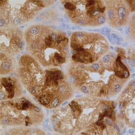 PDCD5 antibody in Human Stomach by Immunohistochemistry (IHC-P).