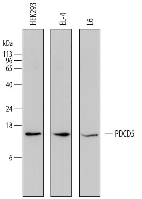 Detection of Human, Mouse, and Rat PDCD5 antibody by Western Blot.