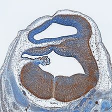 PD-ECGF/Thymidine Phosphorylase antibody in Mouse Embryonic Brain by Immunohistochemistry (IHC-Fr).