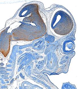 PD-ECGF/Thymidine Phosphorylase antibody in Mouse Embryo by Immunohistochemistry (IHC-Fr).