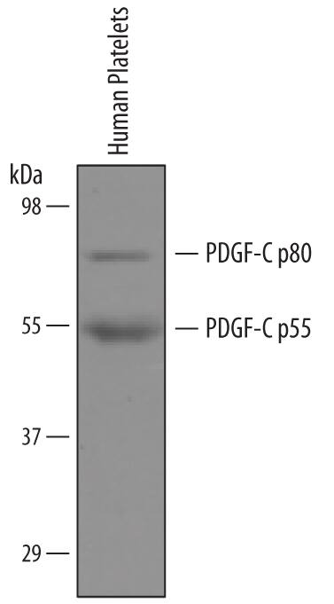 Detection of Human PDGF-C antibody by Western Blot.