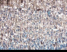 PDGF R beta antibody in Mouse Embryonic Spinal Cord by Immunohistochemistry (IHC-Fr).