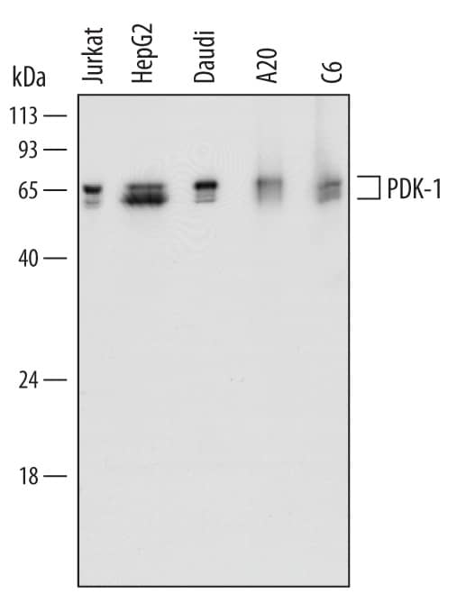 Detection of Human, Mouse, and Rat PDK-1 antibody by Western Blot.