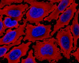 PDK-1 antibody in HeLa Human Cell Line by Immunocytochemistry (ICC).