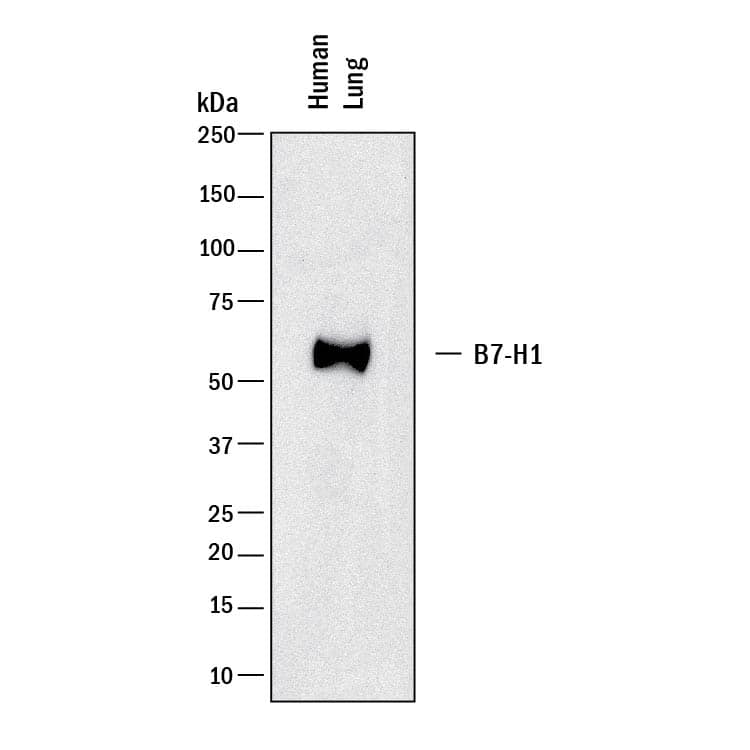 Detection of human PD-L1/B7-H1 antibody by Western Blot.