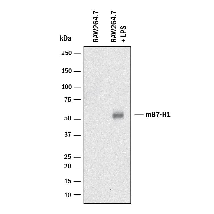 Detection of Mouse PD-L1/B7-H1 antibody by Western Blot.