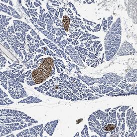PDX-1/IPF1 antibody in Mouse Pancreas by Immunohistochemistry (IHC-Fr).
