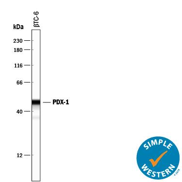 Detection of Mouse PDX-1/IPF1 antibody by Simple WesternTM.