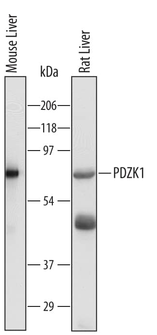 Detection of Mouse and Rat PDZK1 antibody by Western Blot.