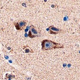 PEA-15 antibody in Human Brain by Immunohistochemistry (IHC-P).
