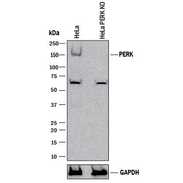 Western Blot Shows Human PERK Antibody Specificity by Using Knockout Cell Line.