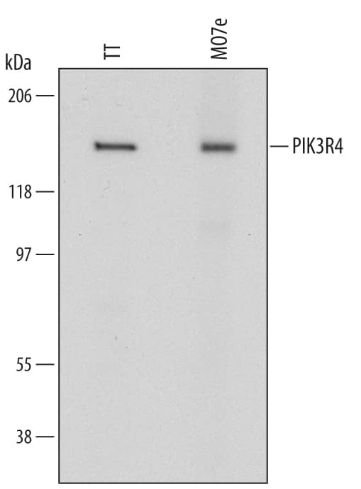 Detection of Human PIK3R4 antibody by Western Blot.