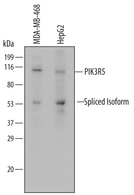 Detection of Human PIK3R5 antibody by Western Blot.